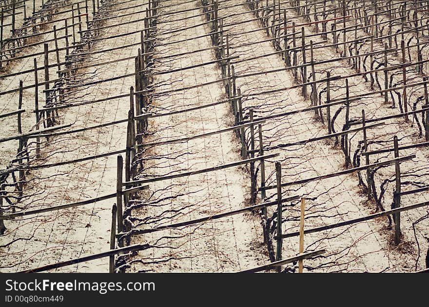 Vineyard In Winter