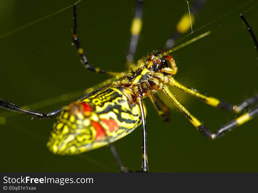 Closeup Of A Yellow Spider