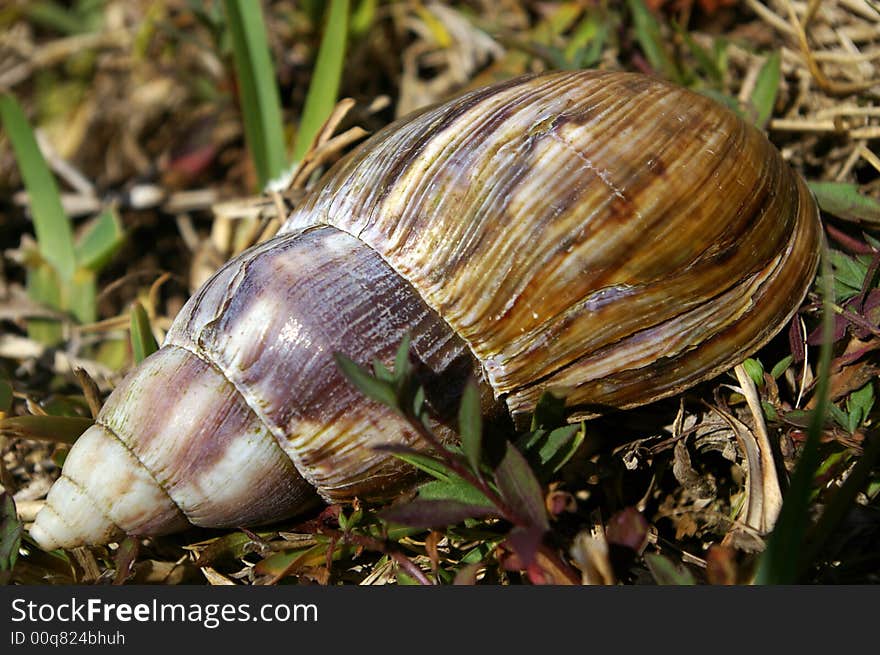 Large tropical snail on ground