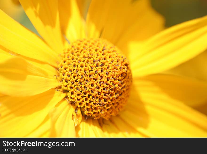 A yellow flower in middle of the summer time