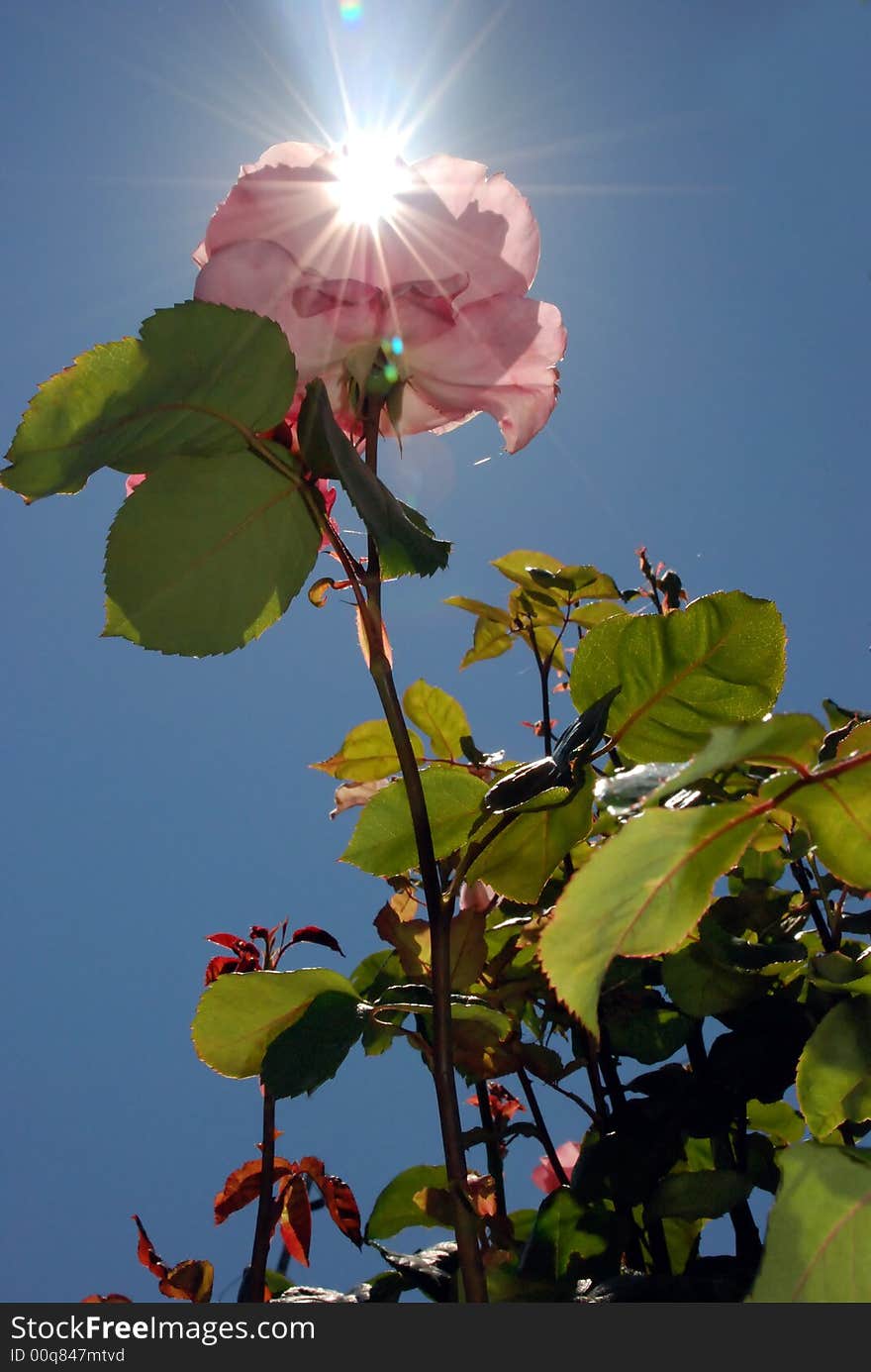 Pastel large pedal pink roses and sunshine. Pastel large pedal pink roses and sunshine