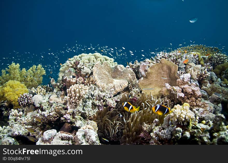 Coral and fish with een anemone and anemonefishes