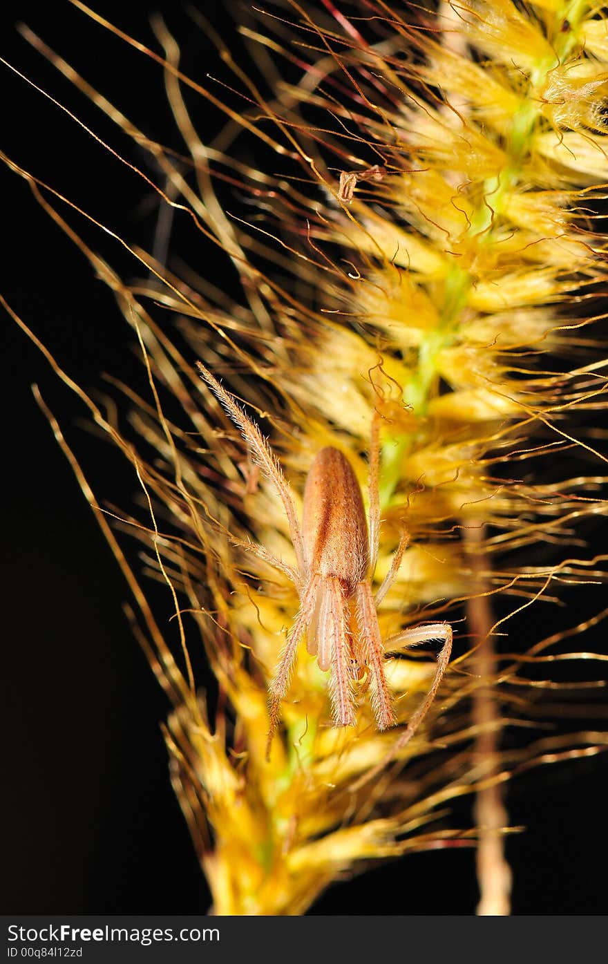 Spider On A Wheat