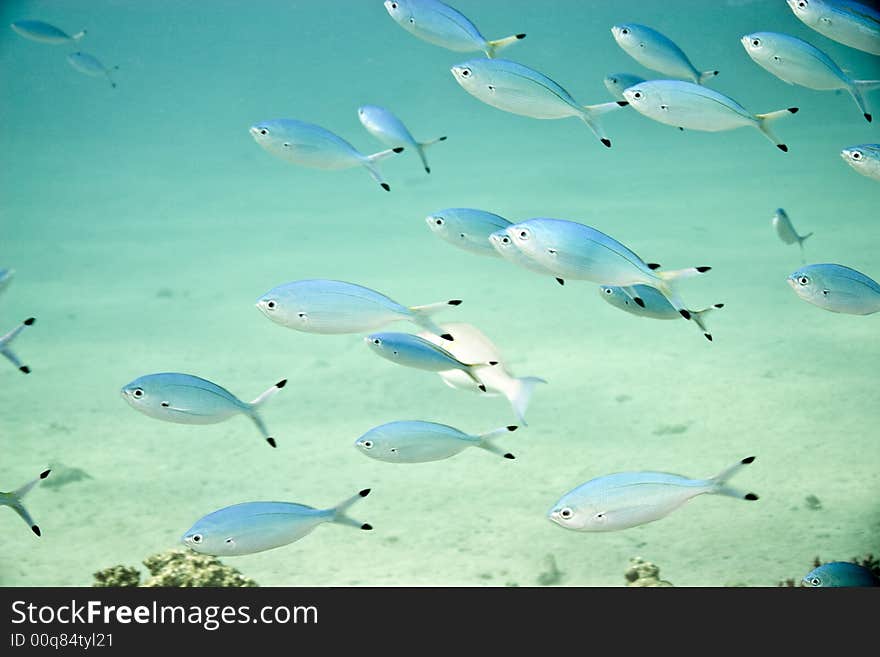 Red sea fusilier (caesio suevica) at sofitel house reef