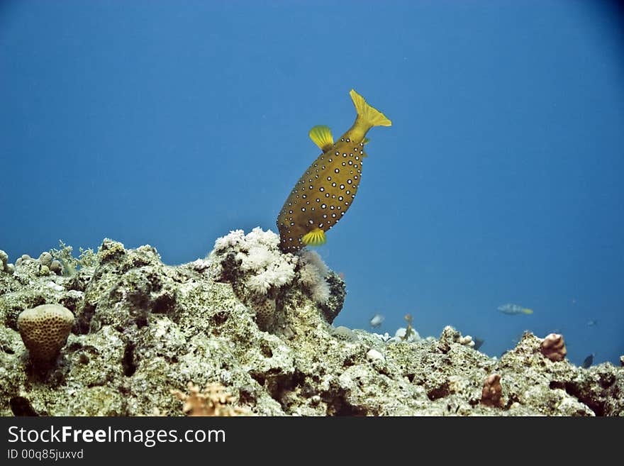 Yellow boxfish (ostracion cubicus) taken in Na'ma bay.