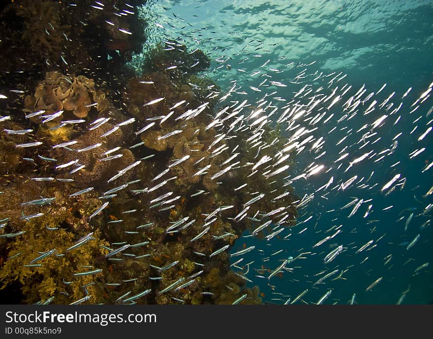 Coral pinnacle and a cloud of glassfish. Coral pinnacle and a cloud of glassfish