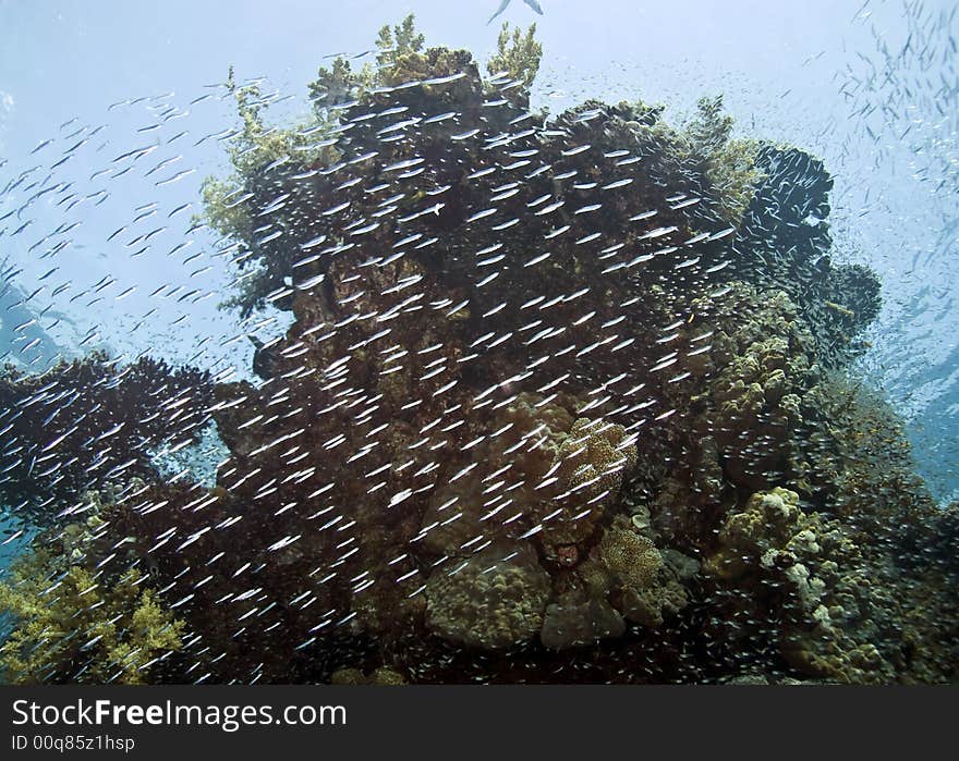 Coral pinnacle and a cloud of glassfish. Coral pinnacle and a cloud of glassfish