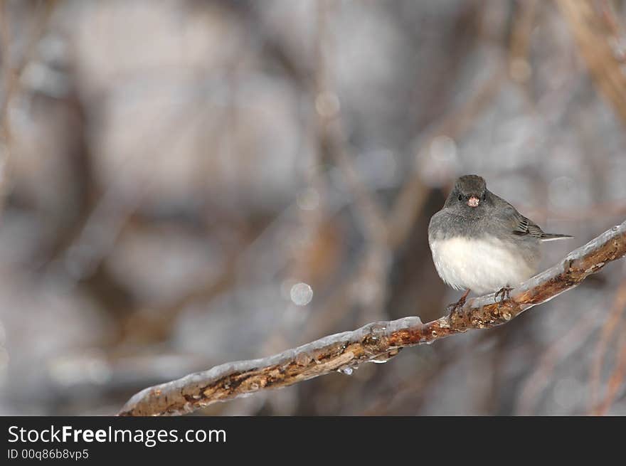 A cute and fluffy dark-eyed junco perched on an ice covered branch.