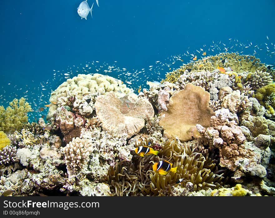 Coral and fish with anemone at sofitel house reef