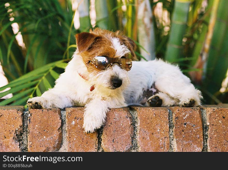 Jack Russel wearing glasses