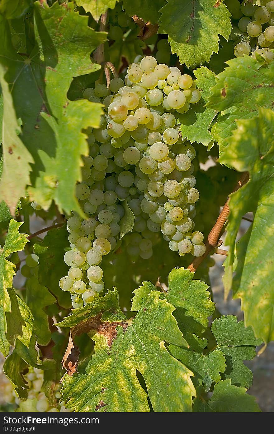 Bunch of grapes in a vine