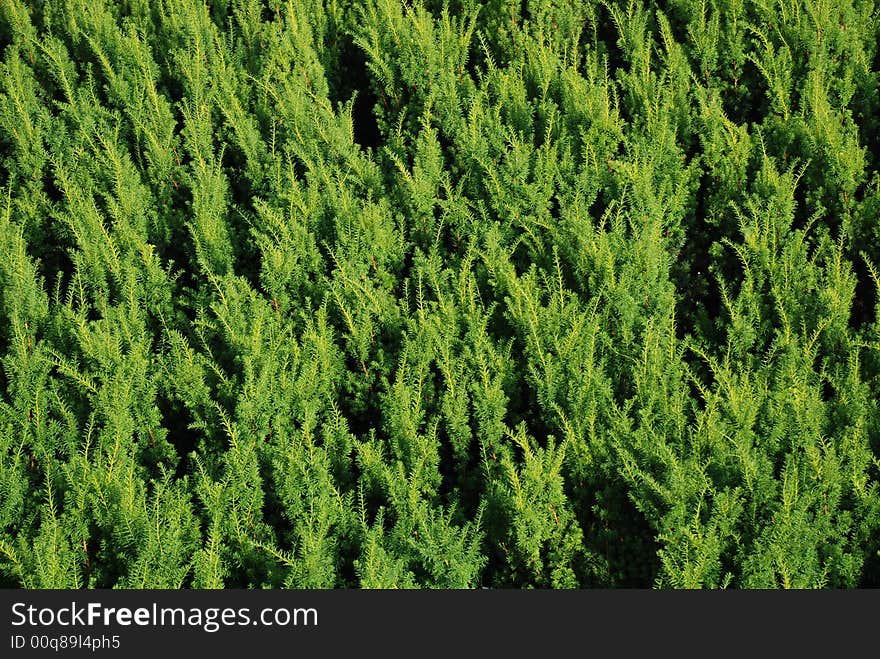 Green carpet