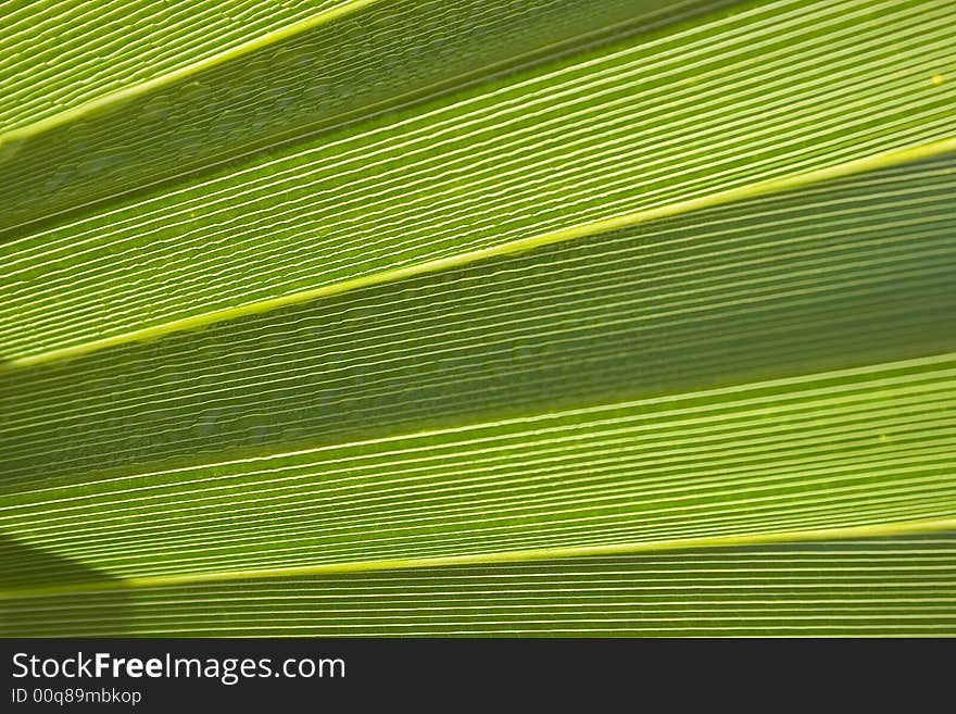 Background of a sheet of palm tree