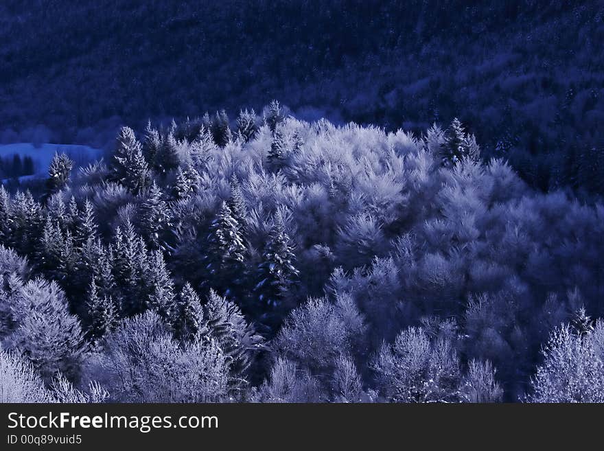 Trees with snow