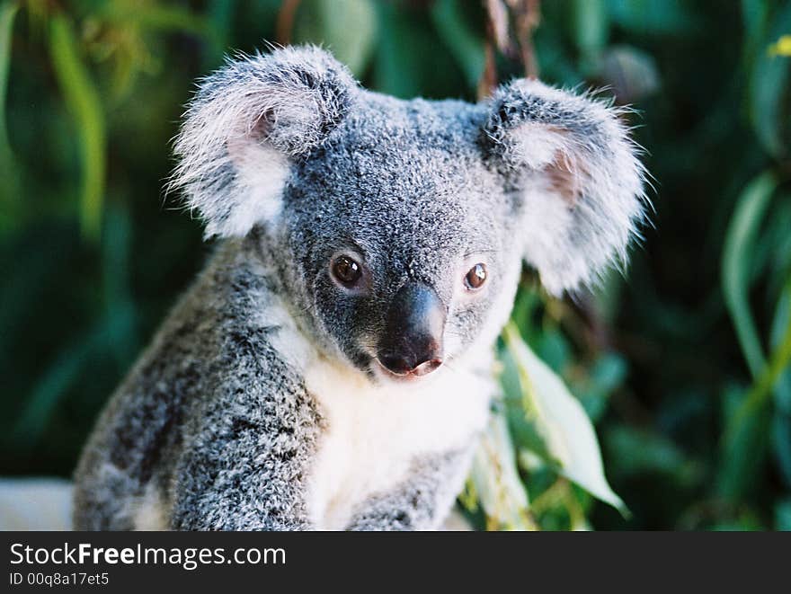 Image of an Australian koala showing its face with a dark green background