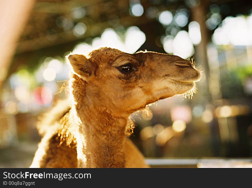 A close up side view of a camels head. A close up side view of a camels head.