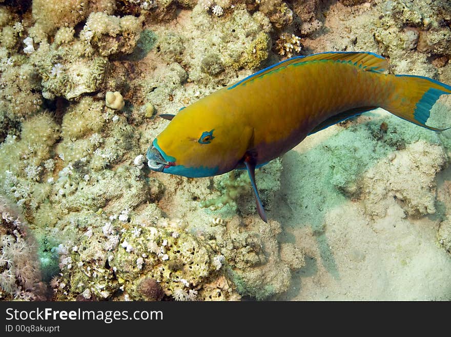 Parrotfish at sofitel house reef