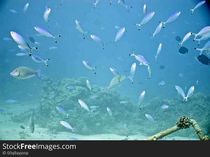 Red sea fusilier (caesio suevica) at sofitel house reef