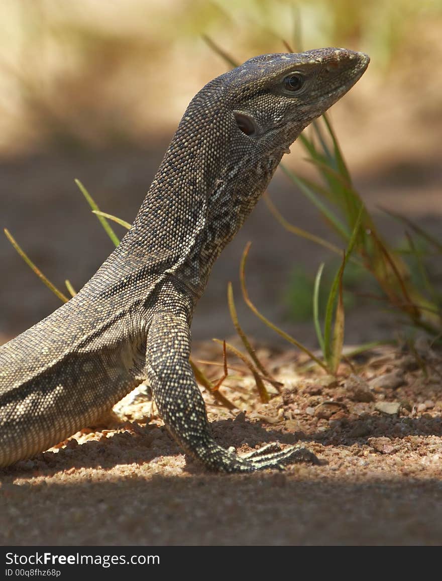 Water monitor