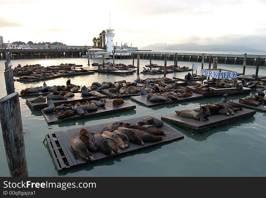 Seals sleeping in San Francisco