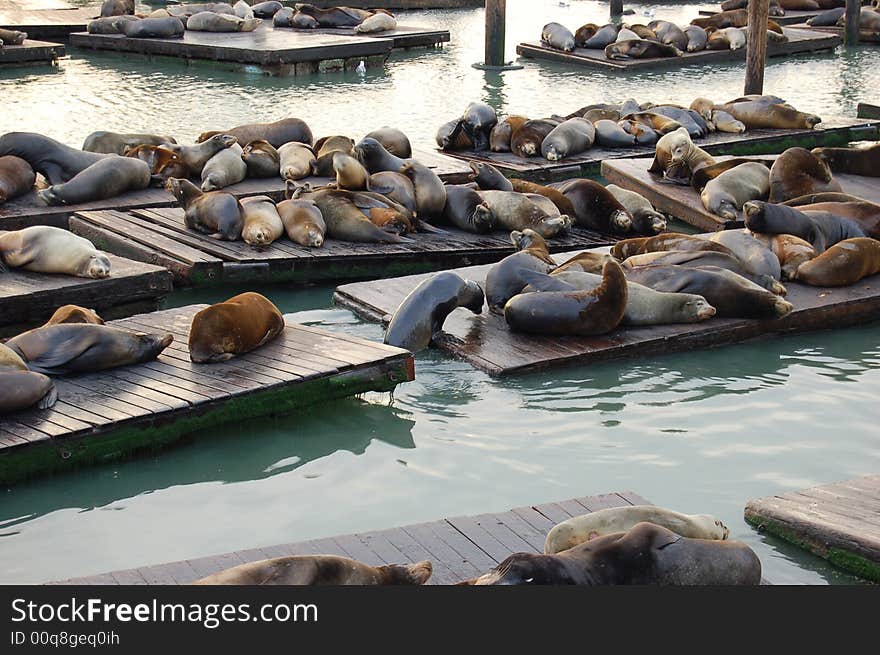 Seals sleeping in San Francisco