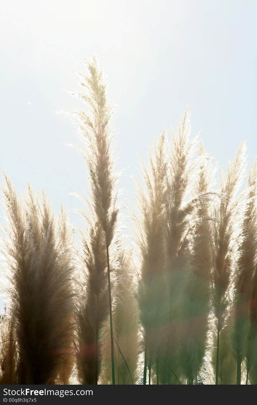 Dry plants under the hot sun. Dry plants under the hot sun