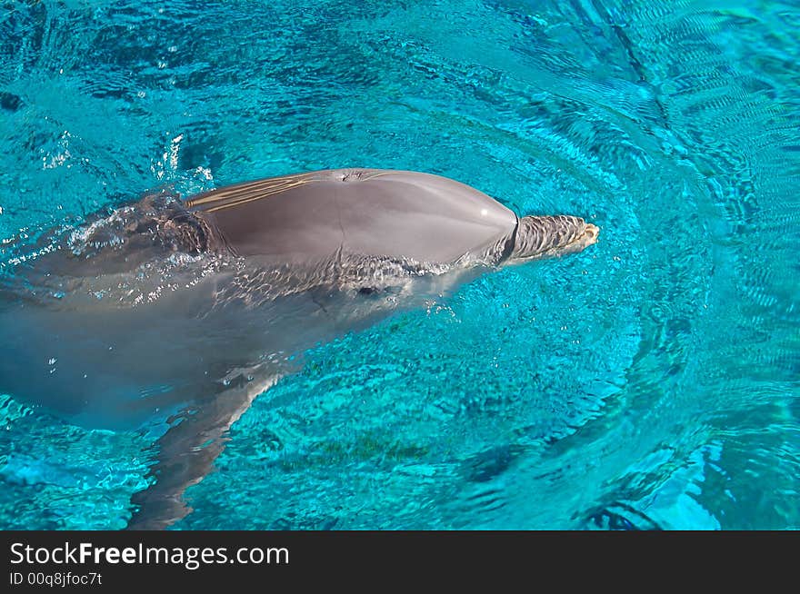 Cute dolphin in fish tank in Las Vegas