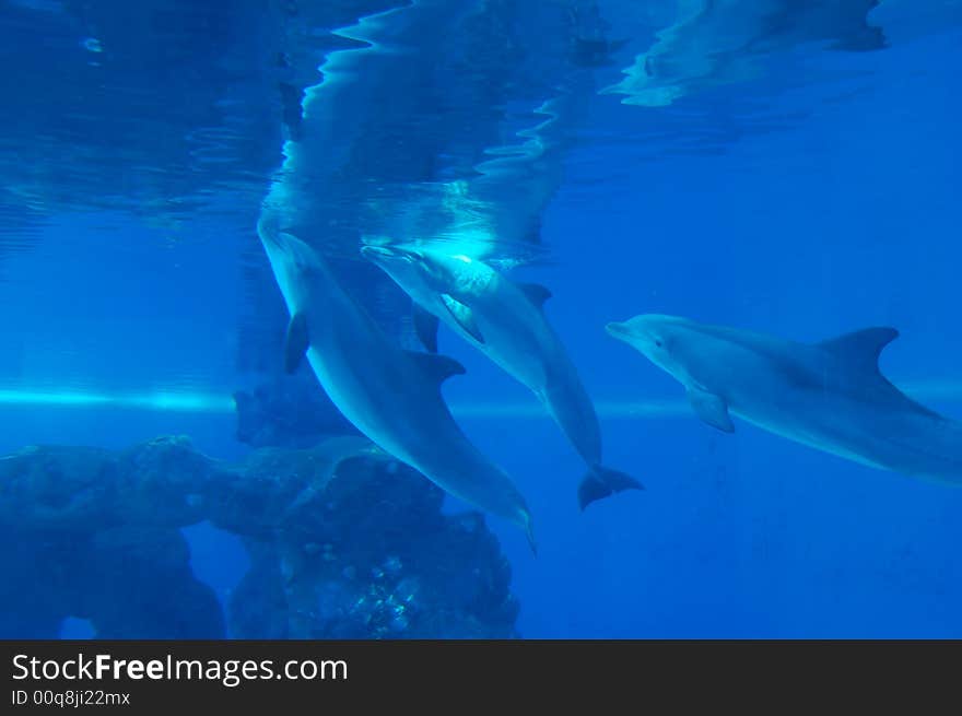 Dolphins