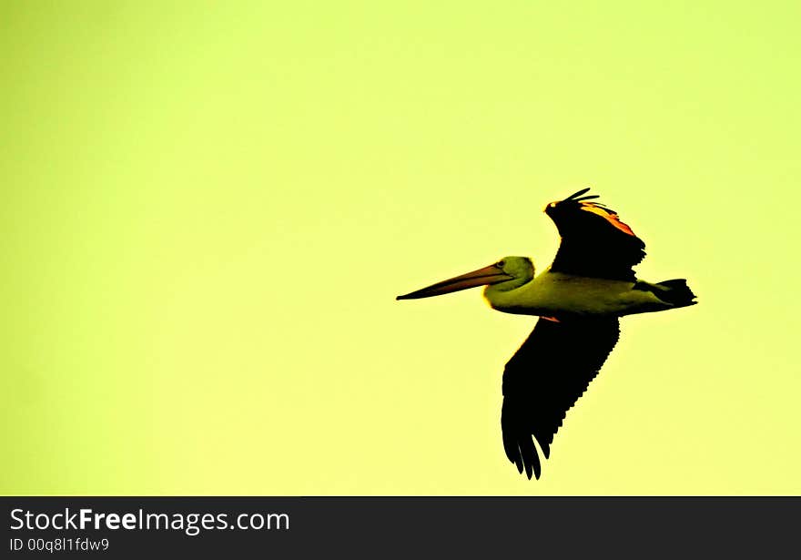 FLYING PELICAN SILHOUETTE