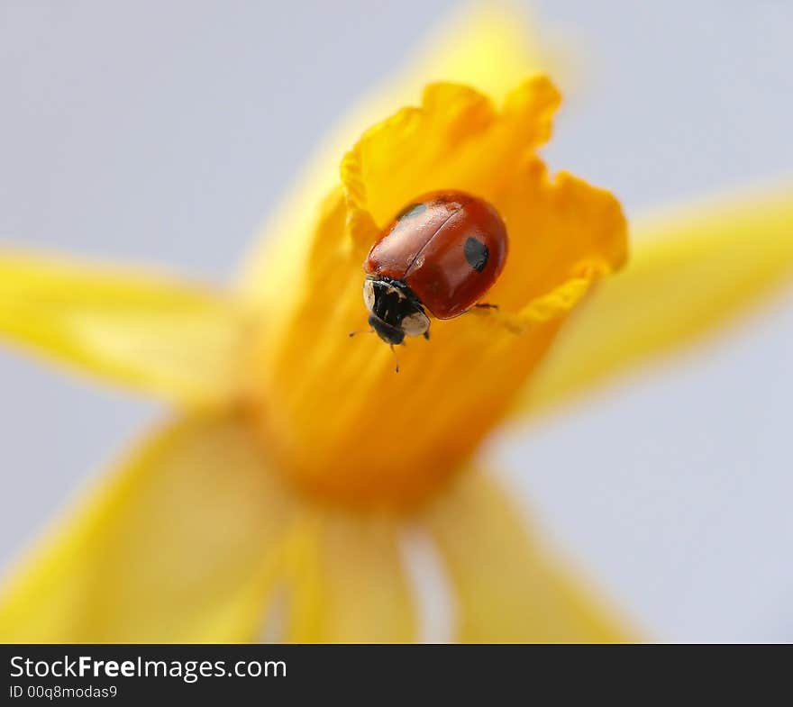 Ladybug on daffodil