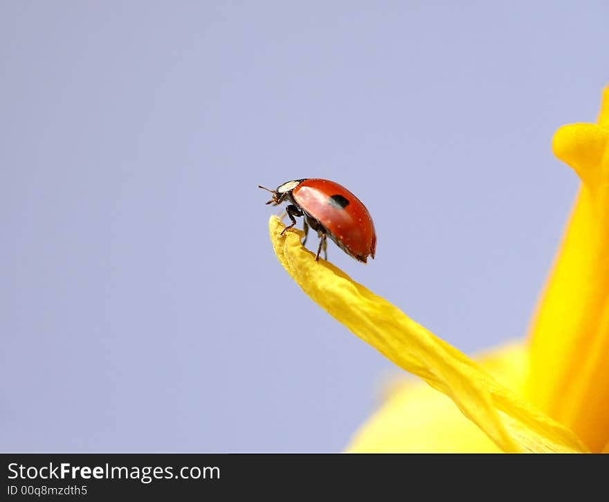 Ladybug on daffodil