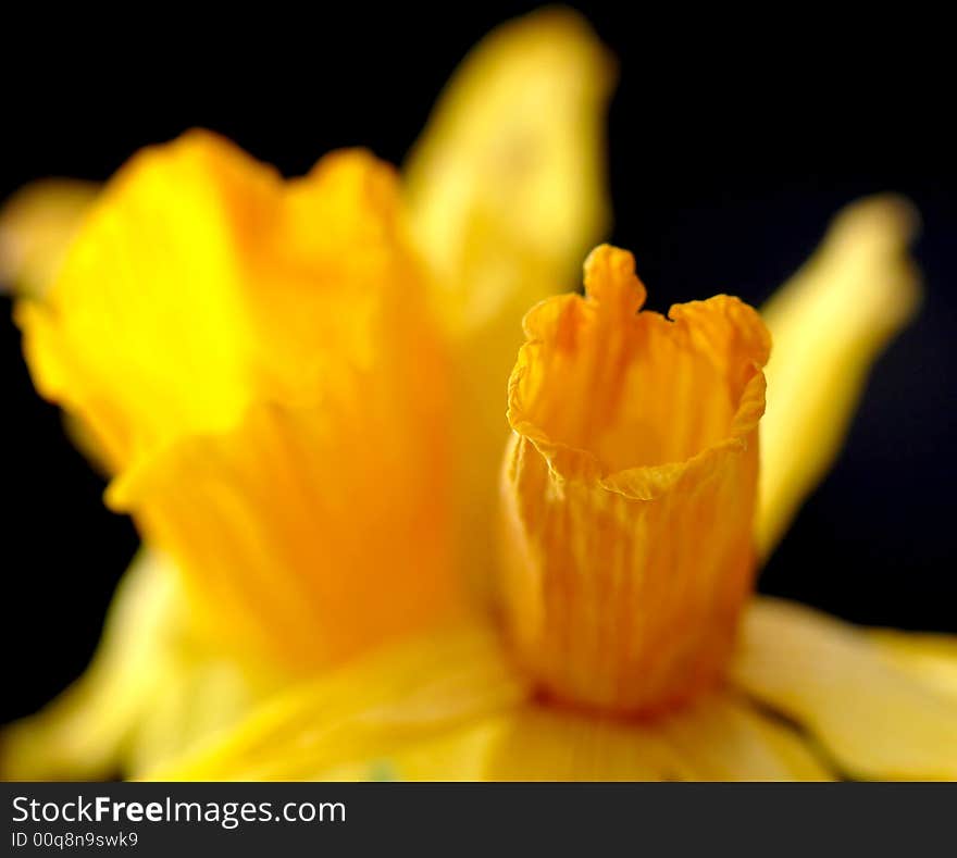 Yellow daffodils on black background