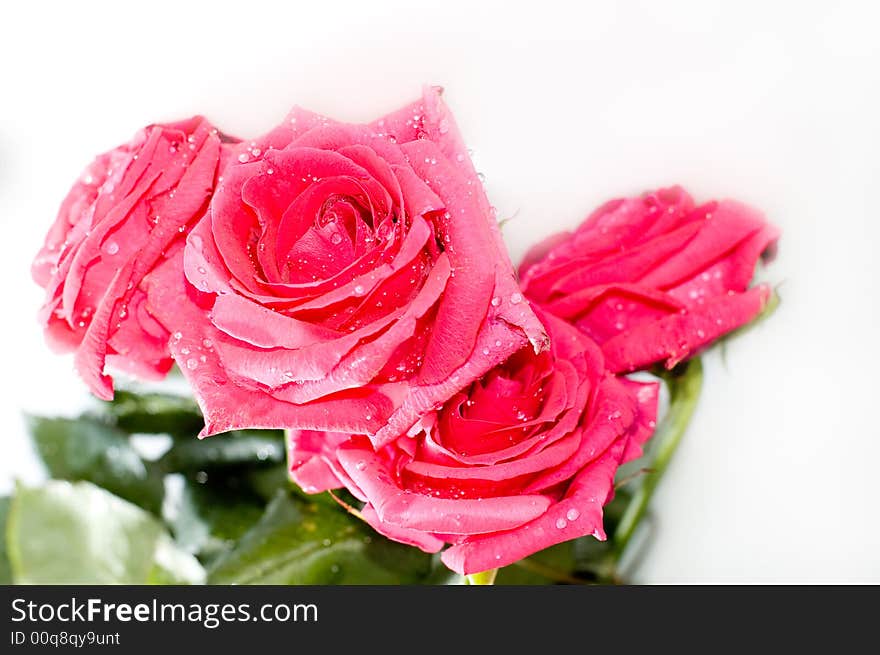 Red roses with drops isolated