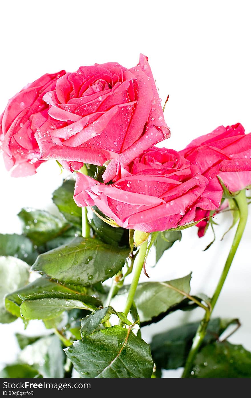 Roses with drops isolated on white