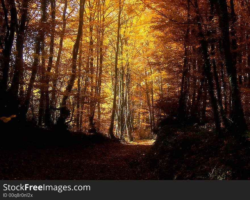 Trees along woodland road