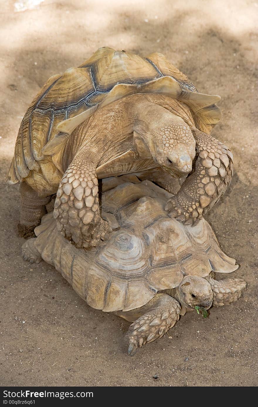 Turtle Coupling