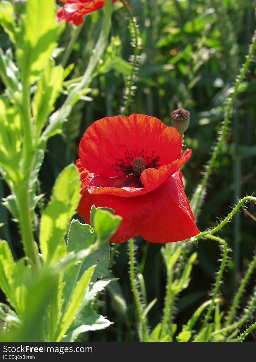 Red poppy