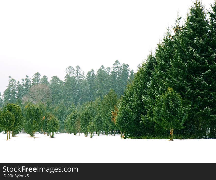 Beautiful, lush green pine forest in a snowstorm. Beautiful, lush green pine forest in a snowstorm