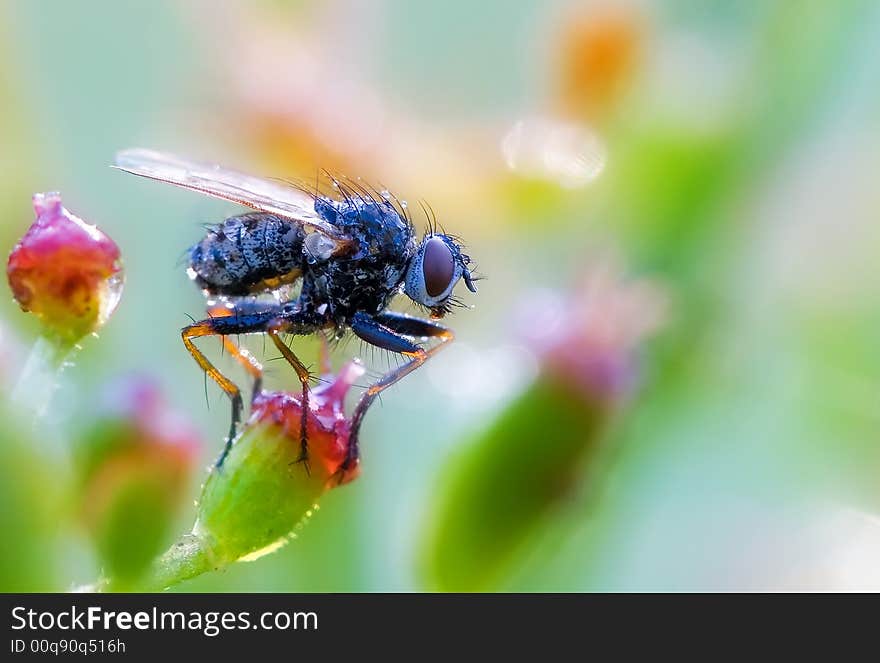 A wet fly on some colorful flower