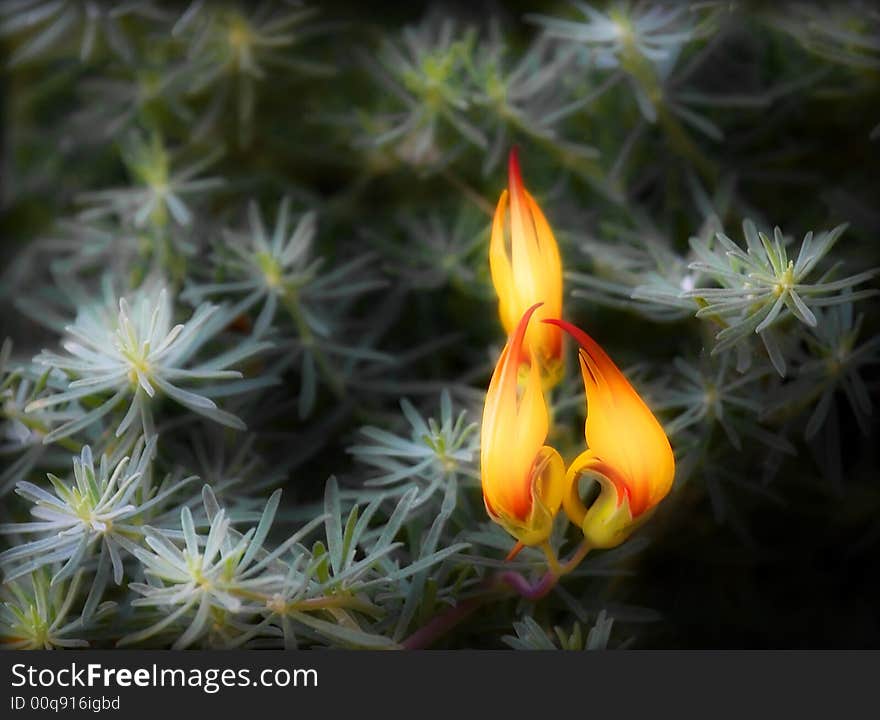 A colorful plant in orange and green. A colorful plant in orange and green