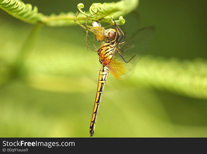 Hanging predator with prey