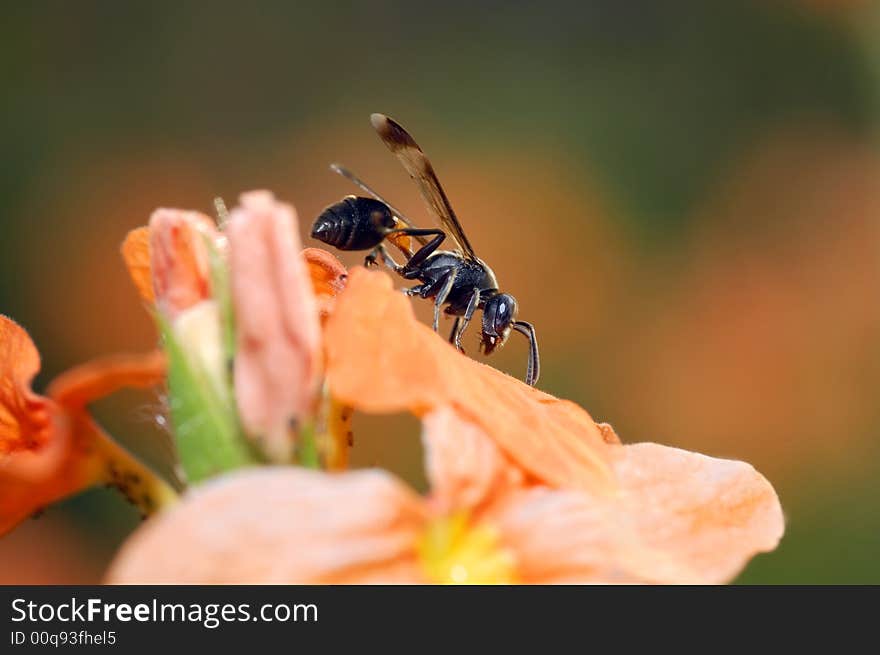 Paper wasp on flower