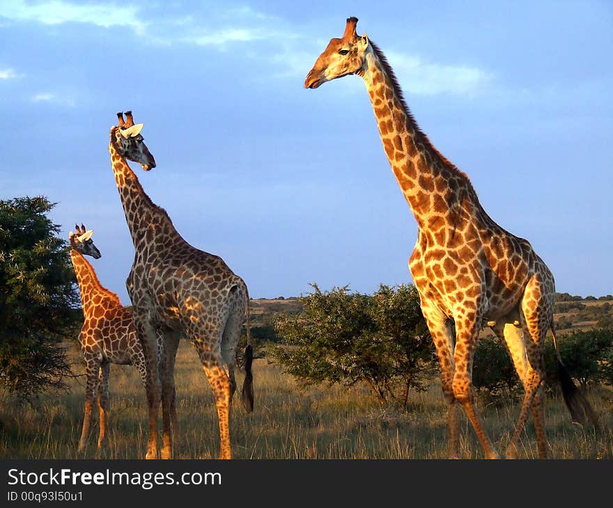 These giraffe plus the beautiful background and surroundings make for a great photo. These giraffe plus the beautiful background and surroundings make for a great photo