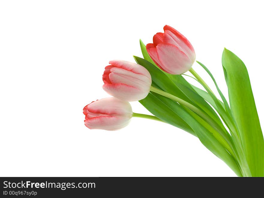 Colorful fresh tulips isolated on a white background. Colorful fresh tulips isolated on a white background