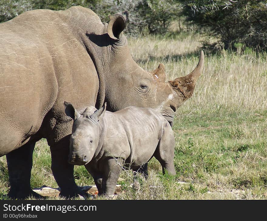 Rhino and calf