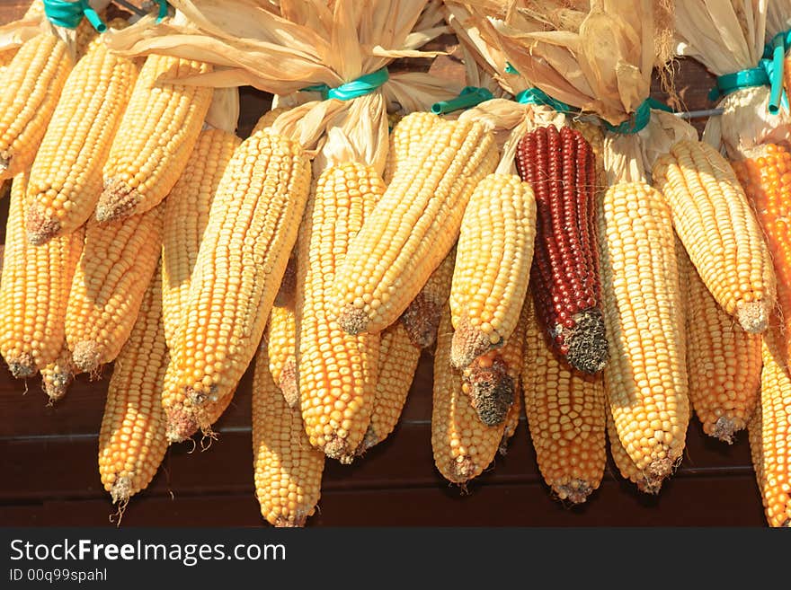 Maize ears stored for winter. One red among many yellows. Maize ears stored for winter. One red among many yellows