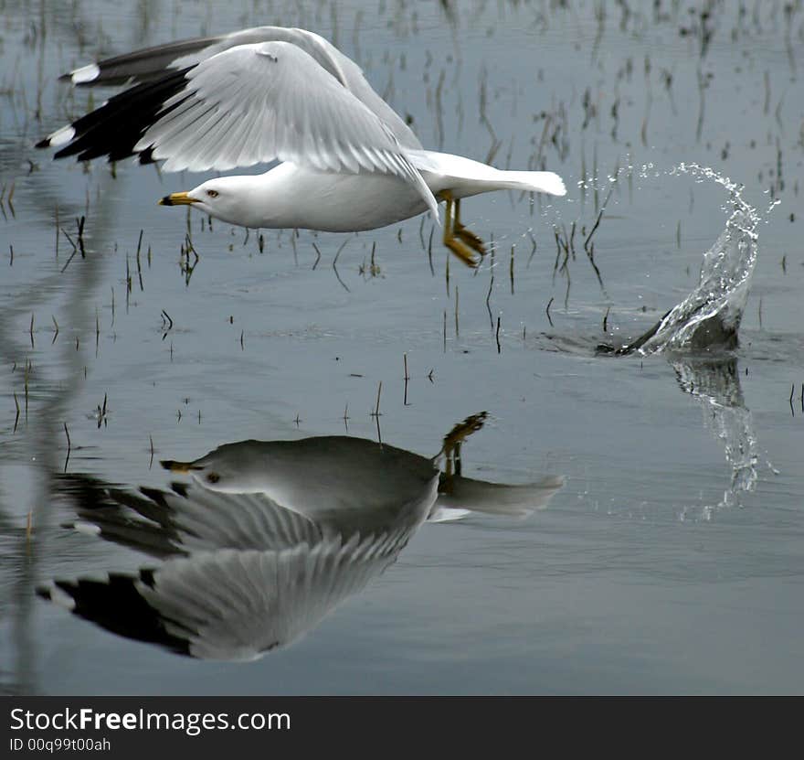 Seagull