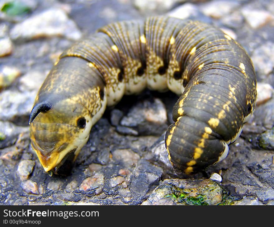 Ugly Horned Caterpillar Curving on the Asphalt. Ugly Horned Caterpillar Curving on the Asphalt