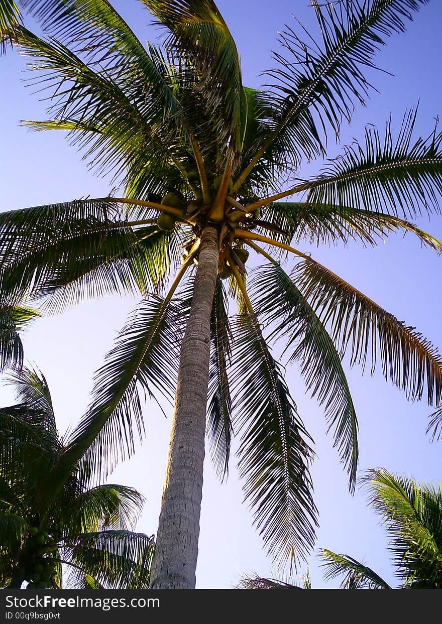 Beautiful Coconut Palm Tree in Ft. Lauderdale Beach