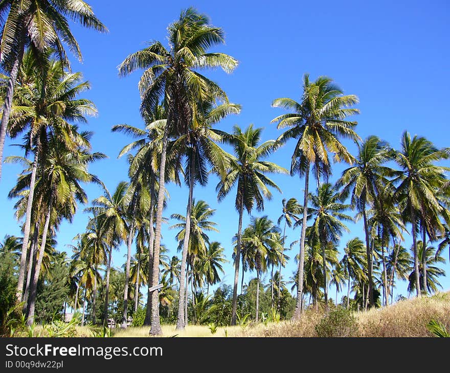 Coconut trees, Yasawa islands, Fiji